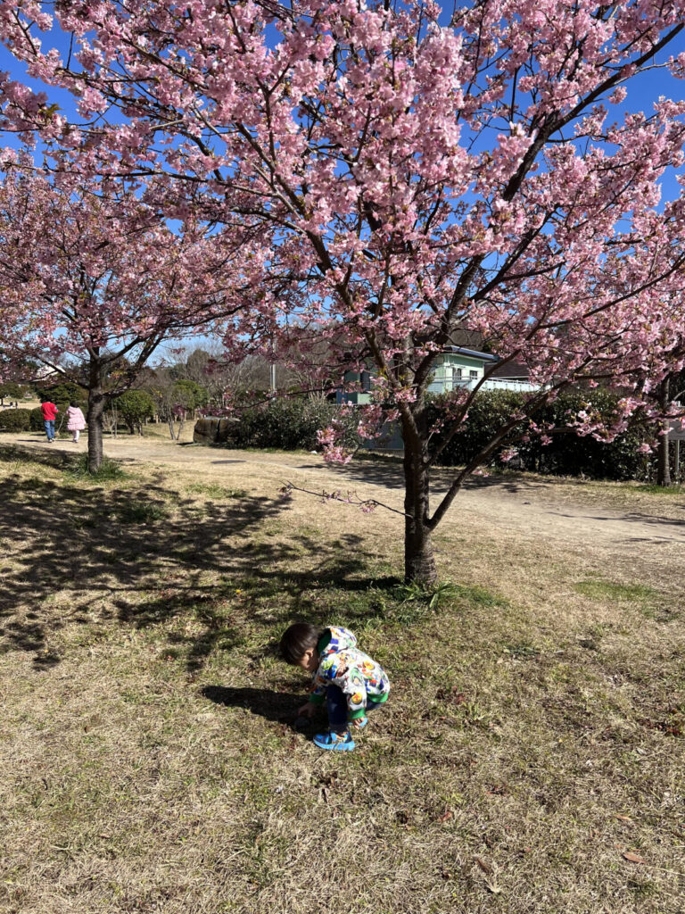 桜と子供